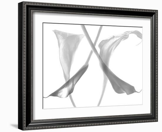 Diaphanous Calla Lilies-Magda Indigo-Framed Photographic Print