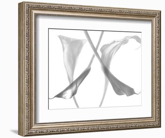 Diaphanous Calla Lilies-Magda Indigo-Framed Photographic Print