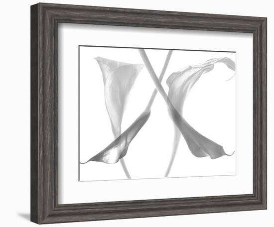 Diaphanous Calla Lilies-Magda Indigo-Framed Photographic Print