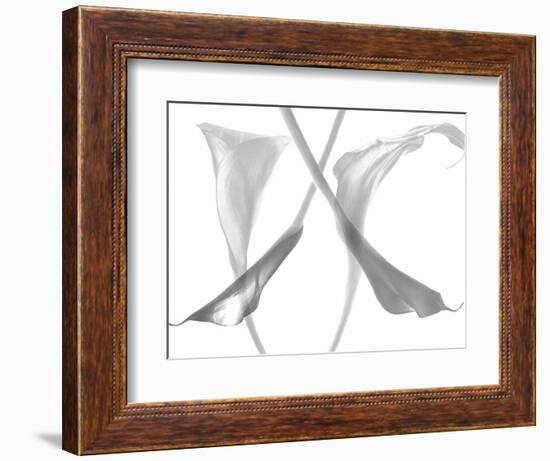 Diaphanous Calla Lilies-Magda Indigo-Framed Photographic Print