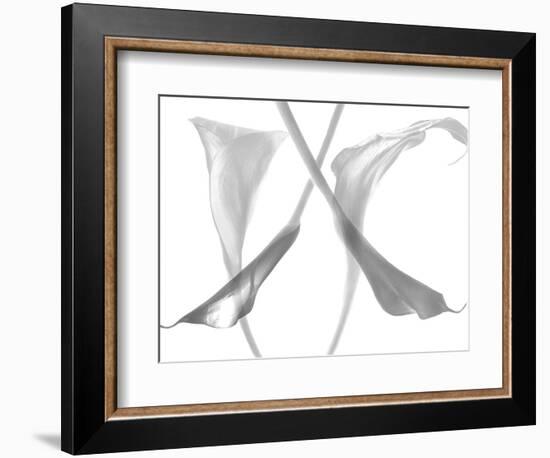 Diaphanous Calla Lilies-Magda Indigo-Framed Photographic Print