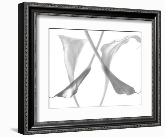 Diaphanous Calla Lilies-Magda Indigo-Framed Photographic Print