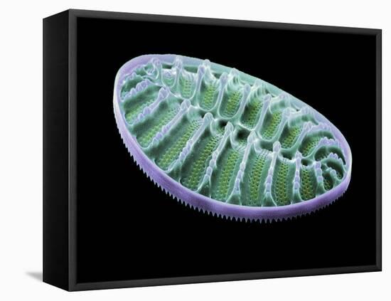 Diatom Alga, SEM-Steve Gschmeissner-Framed Premier Image Canvas