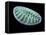 Diatom Alga, SEM-Steve Gschmeissner-Framed Premier Image Canvas