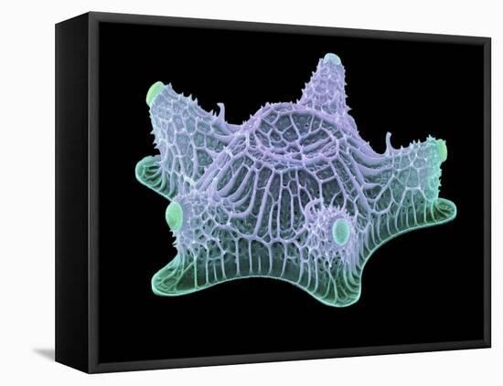 Diatom Alga, SEM-Steve Gschmeissner-Framed Premier Image Canvas