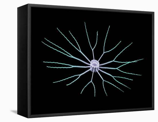 Diatom Alga, SEM-Steve Gschmeissner-Framed Premier Image Canvas