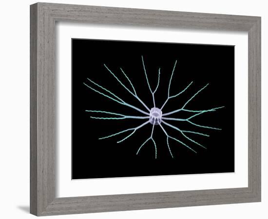 Diatom Alga, SEM-Steve Gschmeissner-Framed Photographic Print