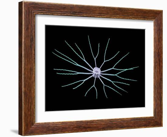 Diatom Alga, SEM-Steve Gschmeissner-Framed Photographic Print