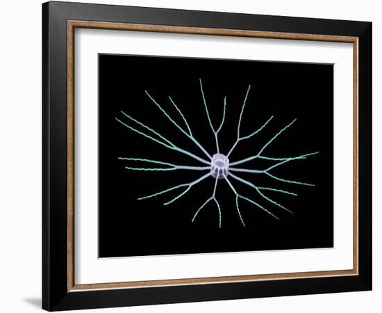 Diatom Alga, SEM-Steve Gschmeissner-Framed Photographic Print