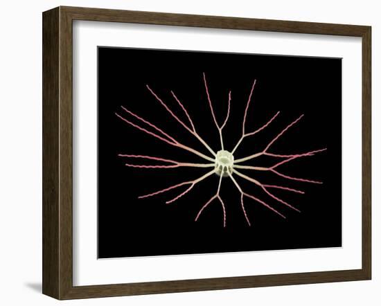 Diatom Alga, SEM-Steve Gschmeissner-Framed Photographic Print