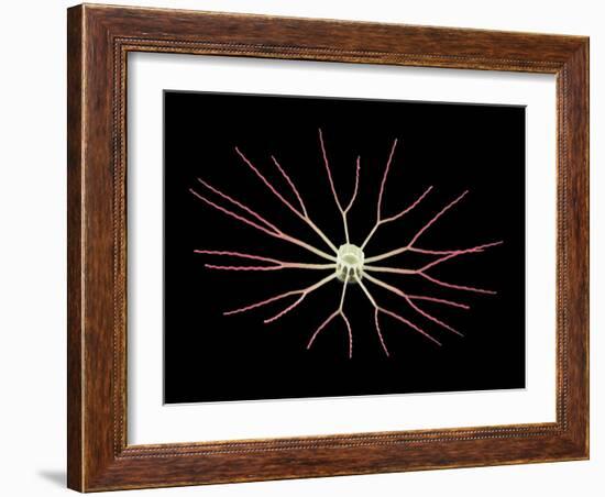 Diatom Alga, SEM-Steve Gschmeissner-Framed Photographic Print