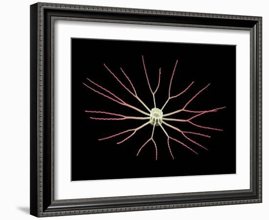 Diatom Alga, SEM-Steve Gschmeissner-Framed Photographic Print