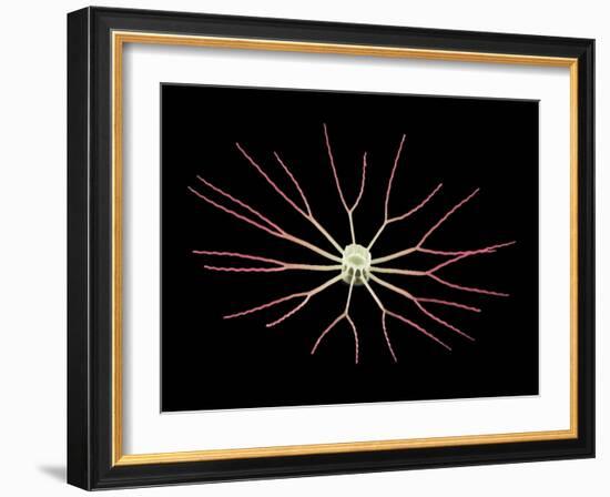 Diatom Alga, SEM-Steve Gschmeissner-Framed Photographic Print