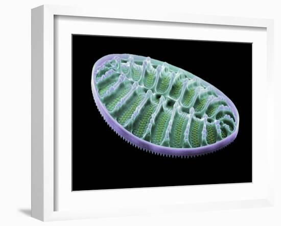 Diatom Alga, SEM-Steve Gschmeissner-Framed Photographic Print