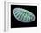 Diatom Alga, SEM-Steve Gschmeissner-Framed Photographic Print