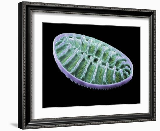 Diatom Alga, SEM-Steve Gschmeissner-Framed Photographic Print