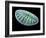 Diatom Alga, SEM-Steve Gschmeissner-Framed Photographic Print