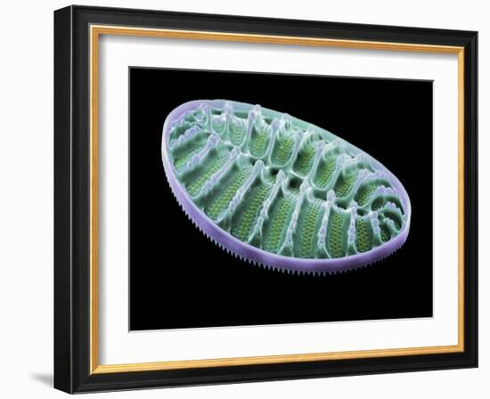 Diatom Alga, SEM-Steve Gschmeissner-Framed Photographic Print