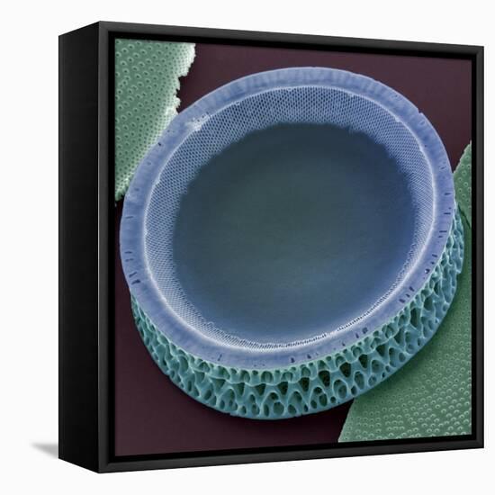 Diatom, SEM-Steve Gschmeissner-Framed Premier Image Canvas