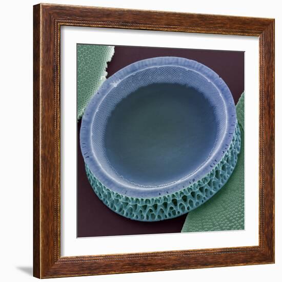 Diatom, SEM-Steve Gschmeissner-Framed Premium Photographic Print