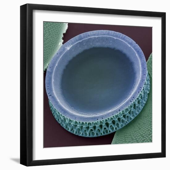 Diatom, SEM-Steve Gschmeissner-Framed Premium Photographic Print