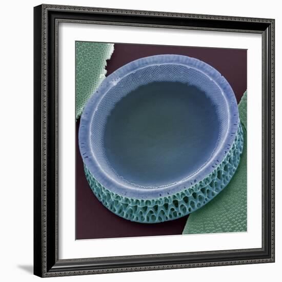 Diatom, SEM-Steve Gschmeissner-Framed Premium Photographic Print