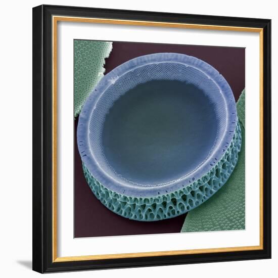 Diatom, SEM-Steve Gschmeissner-Framed Premium Photographic Print