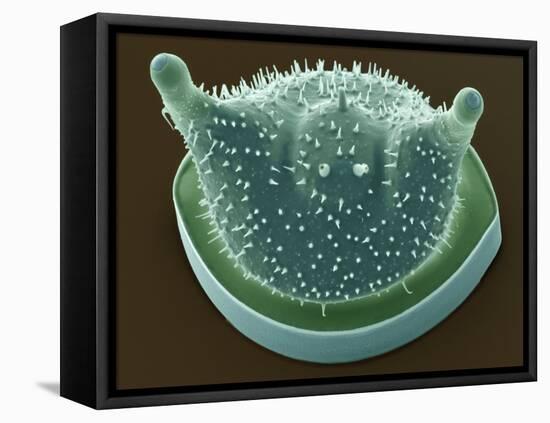 Diatom, SEM-Steve Gschmeissner-Framed Premier Image Canvas