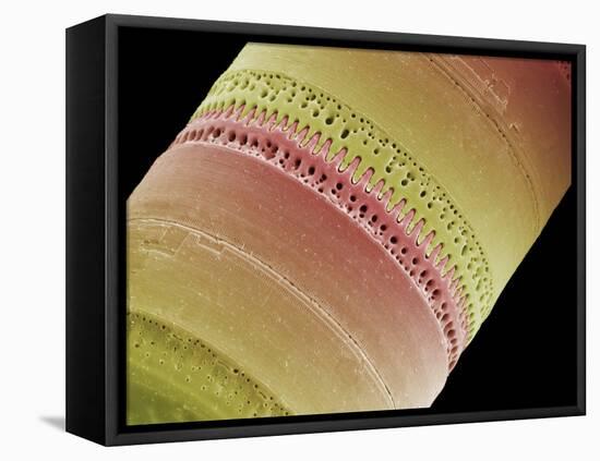 Diatom, SEM-Steve Gschmeissner-Framed Premier Image Canvas