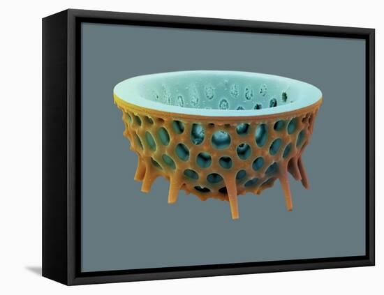 Diatom, SEM-David McCarthy-Framed Premier Image Canvas