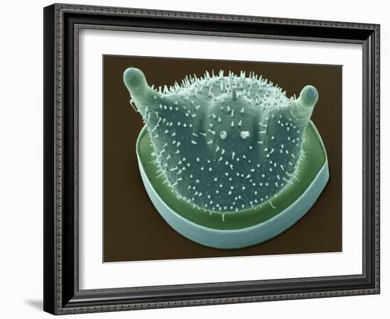 Diatom, SEM-Steve Gschmeissner-Framed Photographic Print