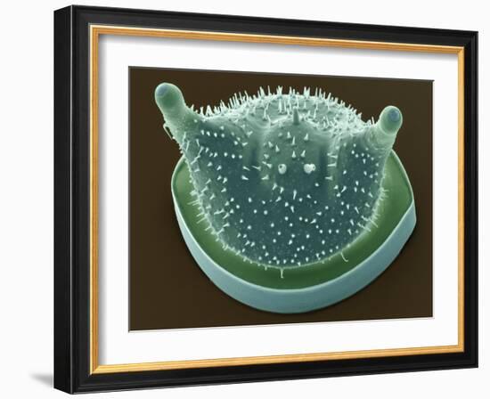 Diatom, SEM-Steve Gschmeissner-Framed Photographic Print