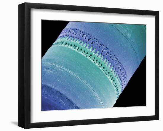 Diatom, SEM-Steve Gschmeissner-Framed Photographic Print