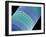 Diatom, SEM-Steve Gschmeissner-Framed Photographic Print