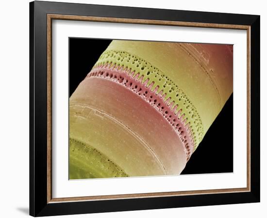 Diatom, SEM-Steve Gschmeissner-Framed Photographic Print