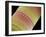 Diatom, SEM-Steve Gschmeissner-Framed Photographic Print