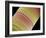 Diatom, SEM-Steve Gschmeissner-Framed Photographic Print
