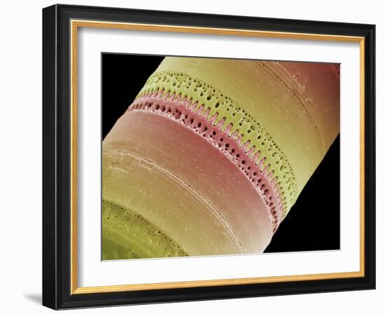 Diatom, SEM-Steve Gschmeissner-Framed Photographic Print