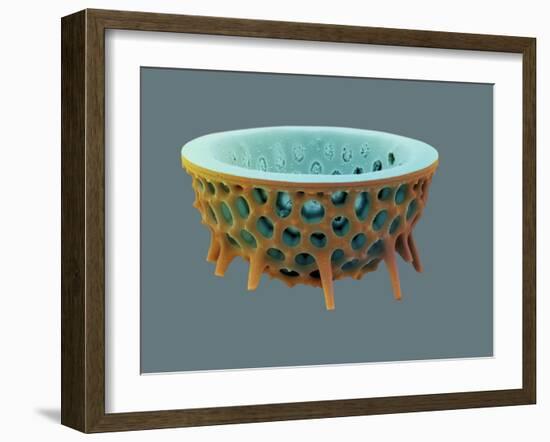 Diatom, SEM-David McCarthy-Framed Photographic Print