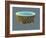 Diatom, SEM-David McCarthy-Framed Photographic Print