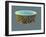 Diatom, SEM-David McCarthy-Framed Photographic Print