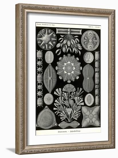 Diatoms-Ernst Haeckel-Framed Art Print