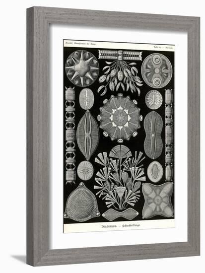 Diatoms-Ernst Haeckel-Framed Art Print