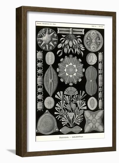 Diatoms-Ernst Haeckel-Framed Art Print