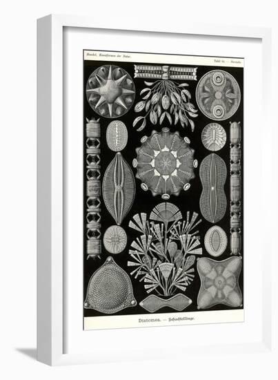 Diatoms-Ernst Haeckel-Framed Art Print