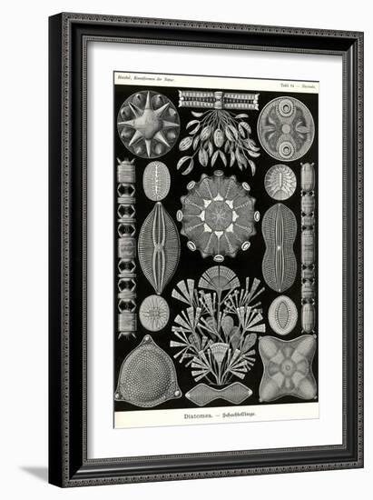 Diatoms-Ernst Haeckel-Framed Art Print