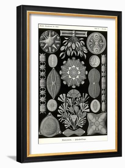 Diatoms-Ernst Haeckel-Framed Art Print