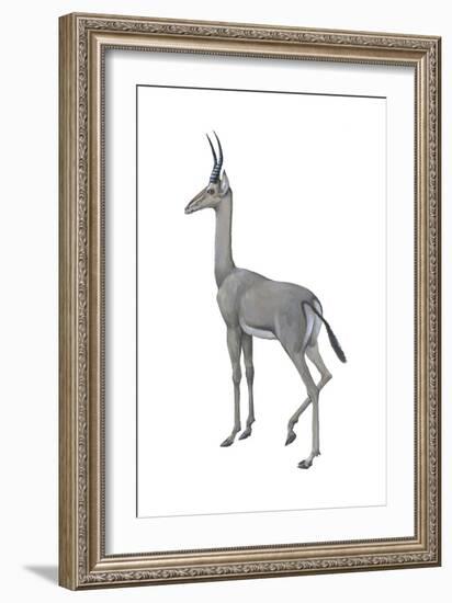 Dibatag (Ammodorcas Clarkei), Mammals-Encyclopaedia Britannica-Framed Art Print