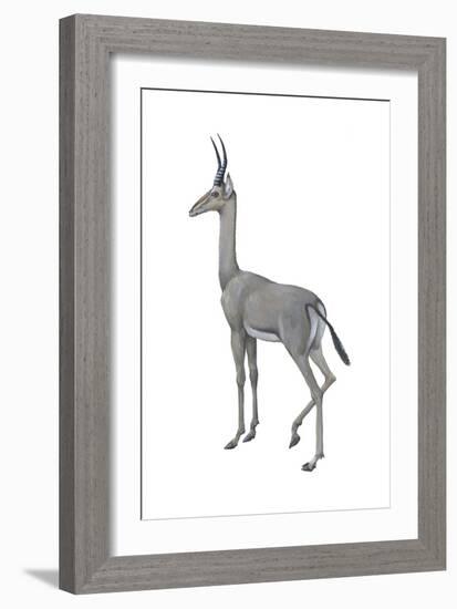 Dibatag (Ammodorcas Clarkei), Mammals-Encyclopaedia Britannica-Framed Art Print