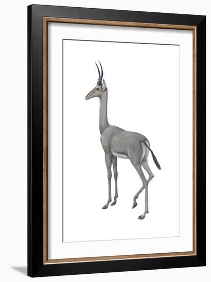 Dibatag (Ammodorcas Clarkei), Mammals-Encyclopaedia Britannica-Framed Art Print